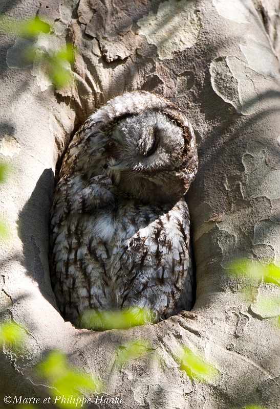 Chouette hulotte 4852_wm.jpg - Chouette hulotte, Tawny Owl, Strix aluco (Genève, Suisse, avril 2011)